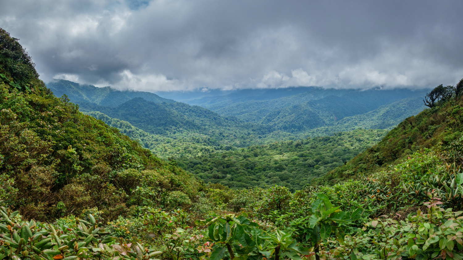 a rainforest sprawling across mountains below the clouds.