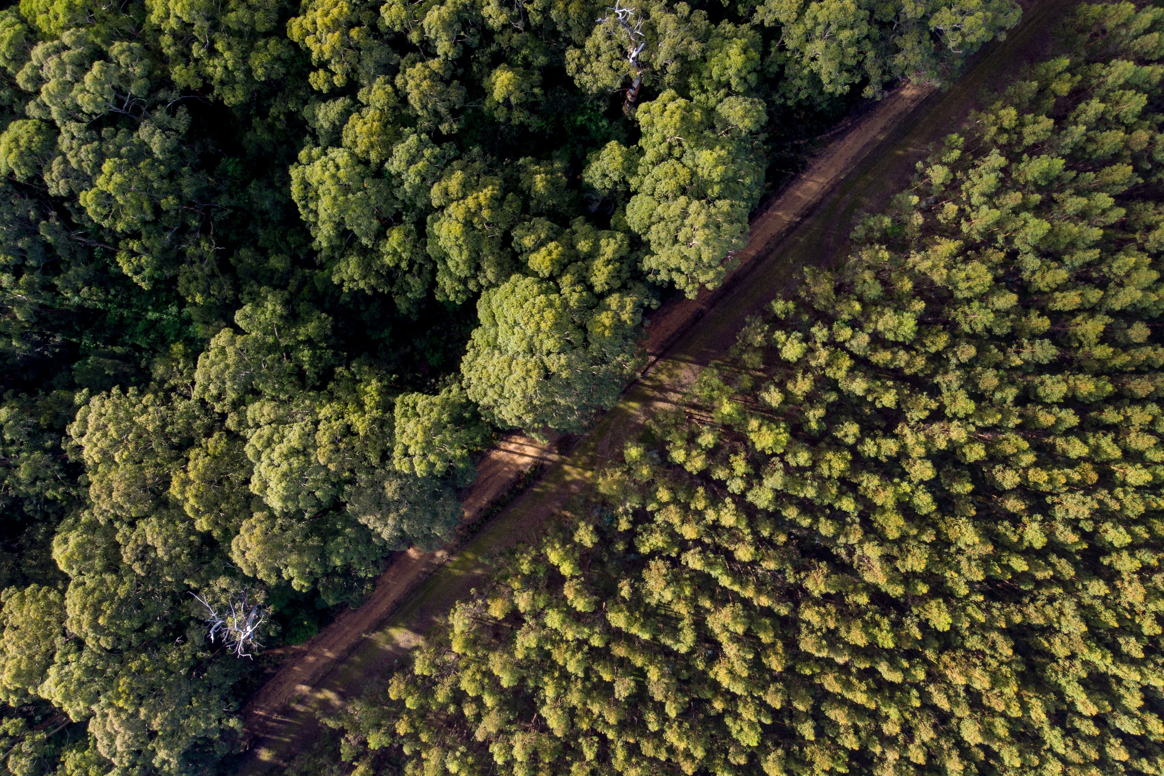a forest bisected by a road, with old growth on the left, and newly planted, young growth forest and trees on the right.
