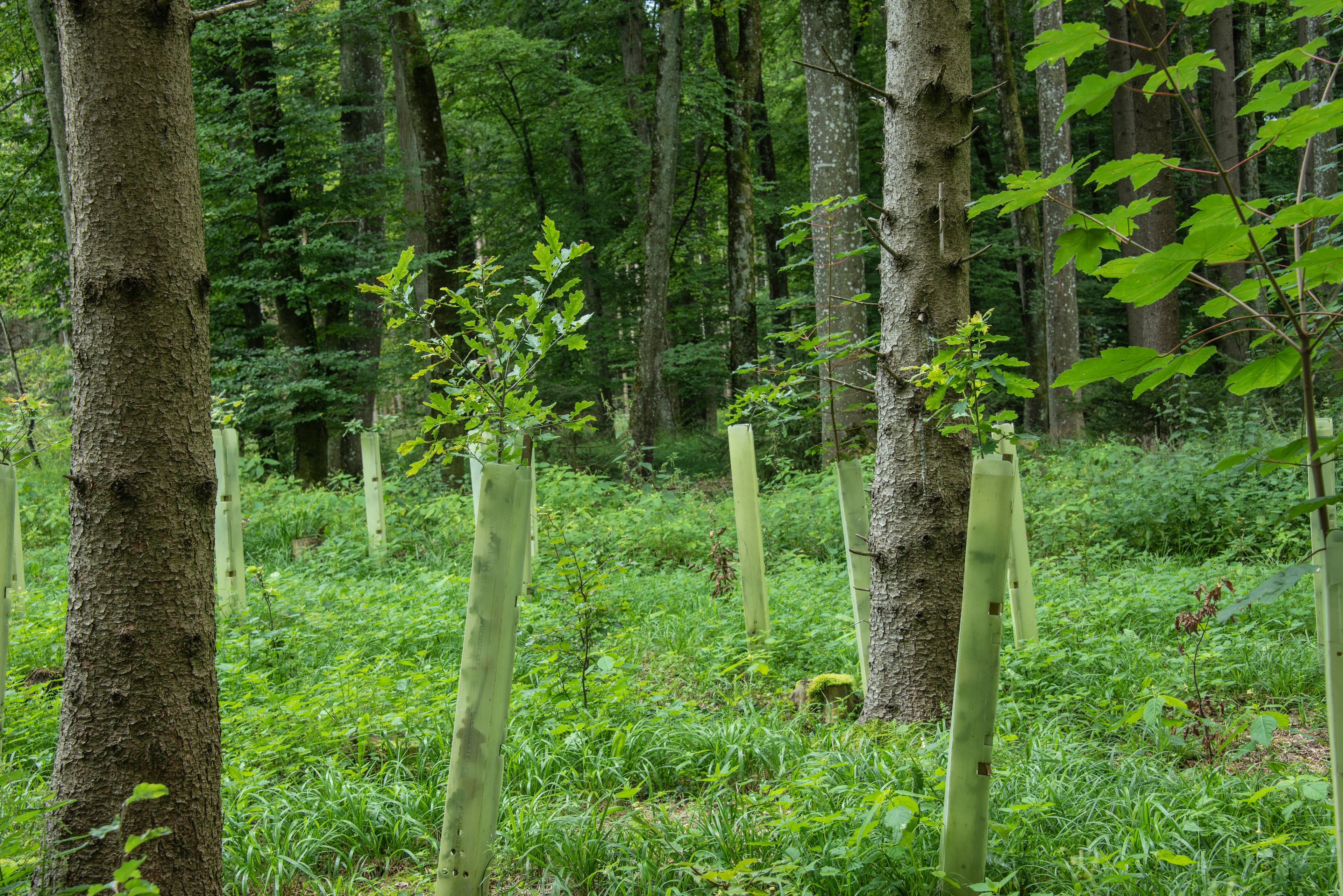 Recently planted saplings, young trees in open space within a forest. The small trees trunks' are supported with a transparent material.