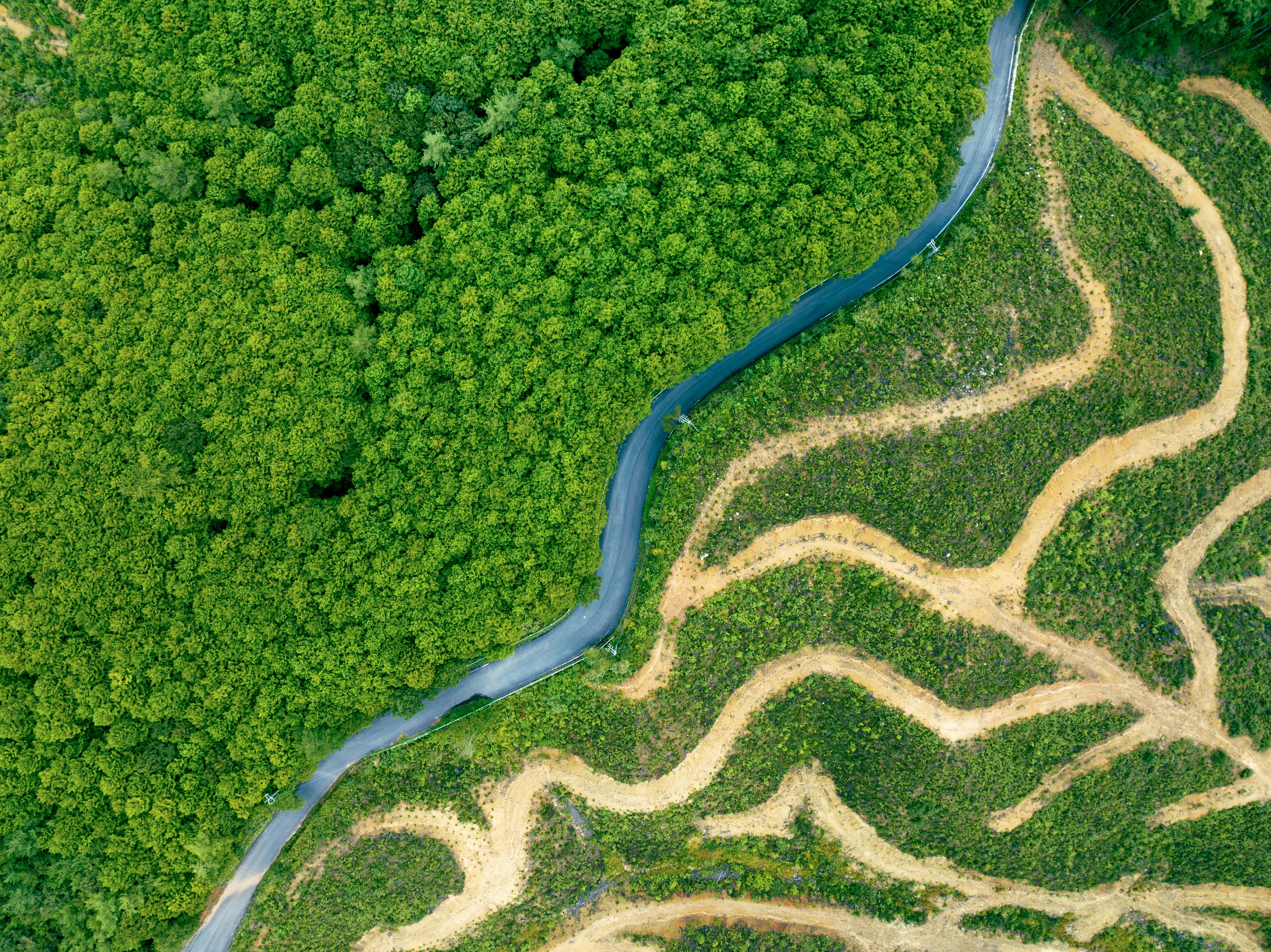 A forest bisected by a river with degraded land on the right side of the river. This image is on the page for forest restoration, conservation, and tree plantations.