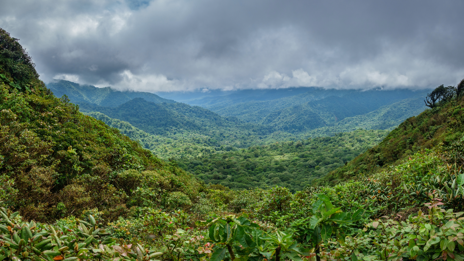 a rainforest sprawling across mountains below the clouds. 