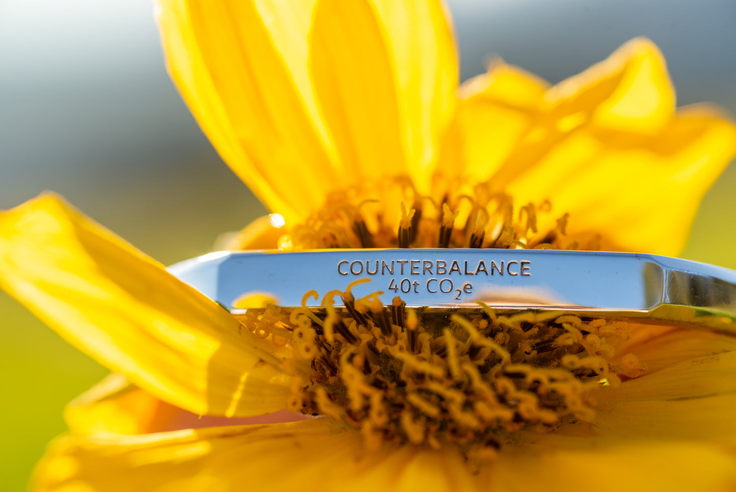 A white gold counterbalance bracelet engraved with 40t CO2e for 40 tons of carbon dioxide equivalent. The bracelet is resting on a balsamroot sunflower in the rattlesnake valley. 