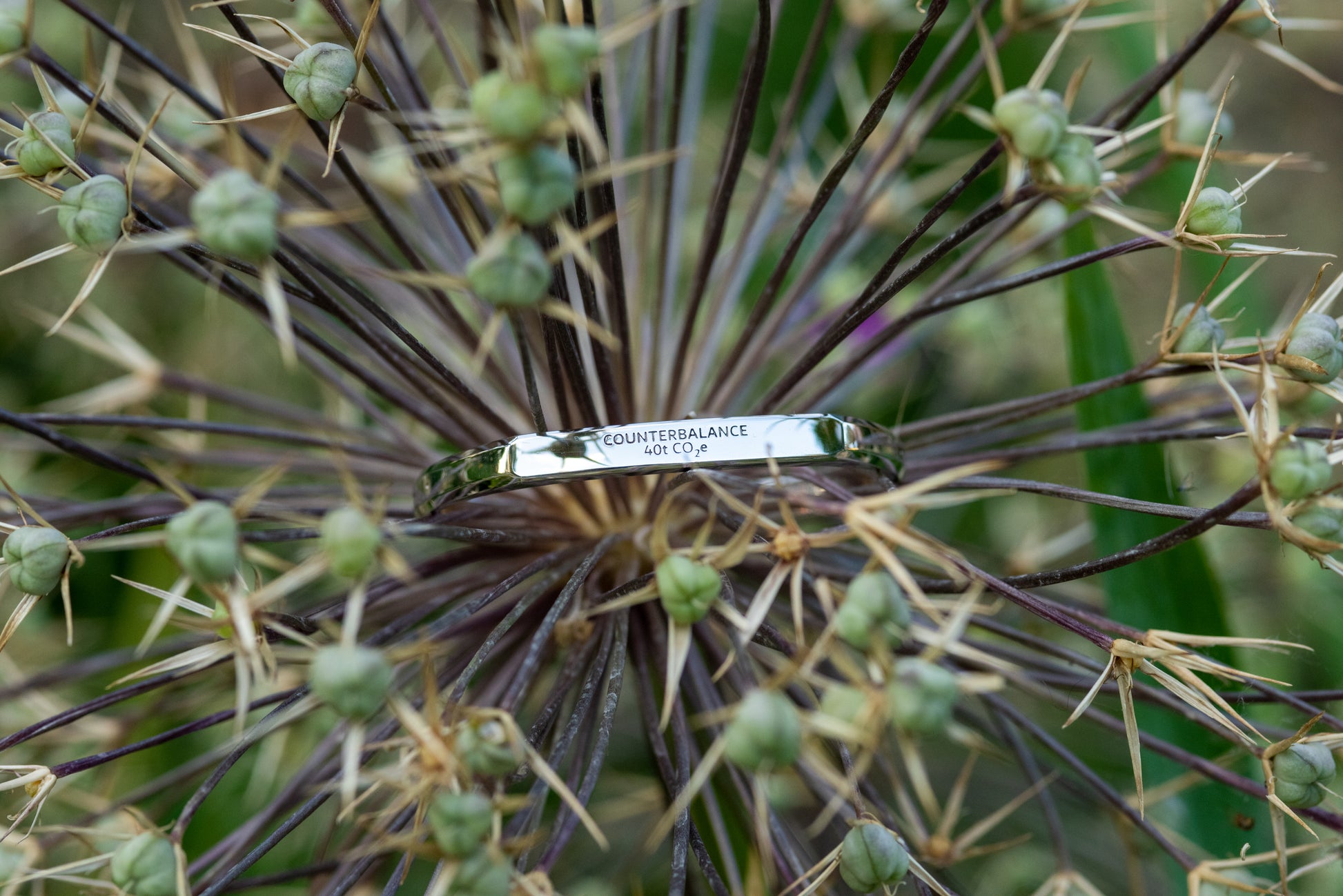 A white gold counterbalance bracelet engraved with 40t CO2e for 40 tons of carbon dioxide equivalent. The bracelet rests upon the blooms of a flower.